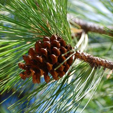 Rio 2: Red de Innovación y Oportunidades para mujeres del sector forestal