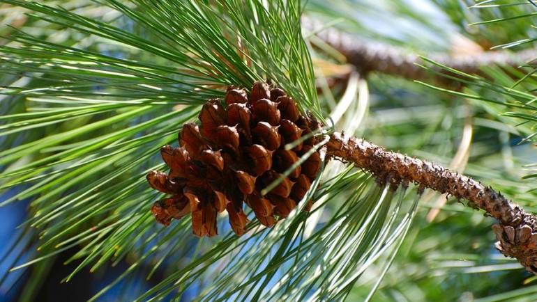 Rio 2: Red de Innovación y Oportunidades para mujeres del sector forestal