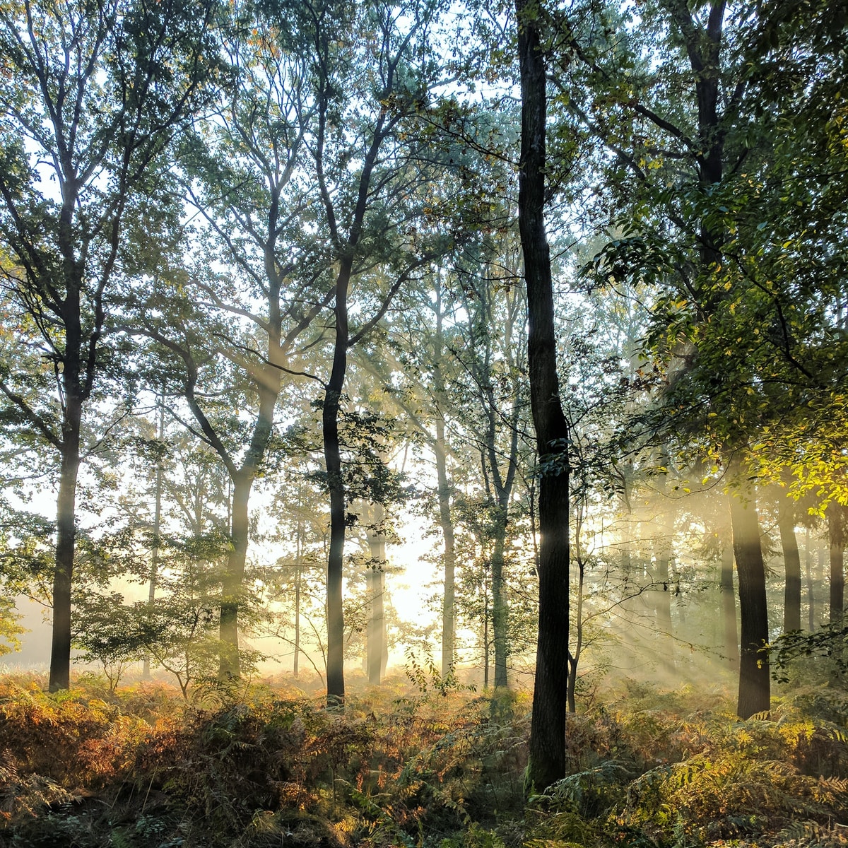 green trees under sunny sky
