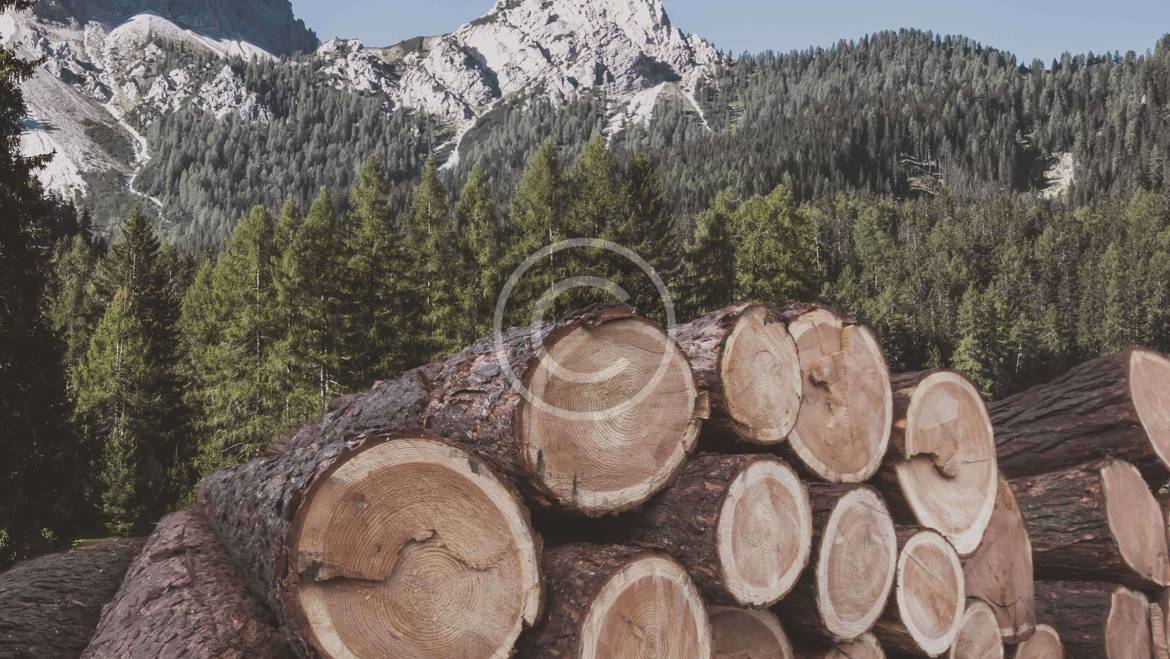 Compra de árboles