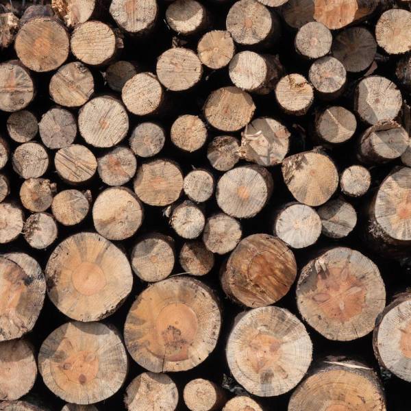 MADERA EXPORTACION MADERA EXPORTACION